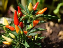 Ingat Bunda! Ini Dampak Buruk Membiarkan Anak-anak Makan-makanan Pedas Menurut IDI Brebes