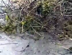 Cuaca Buruk Sebabkan Pohon Tumbang di Jalur Padalarang-Cipatat, Lalu Lintas Sempat Macet