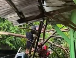 Pohon Tumbang Diterjang Angin Kencang di Depan SDN Padasuka Mandiri 3 Cimahi, Lalu Lintas Terganggu