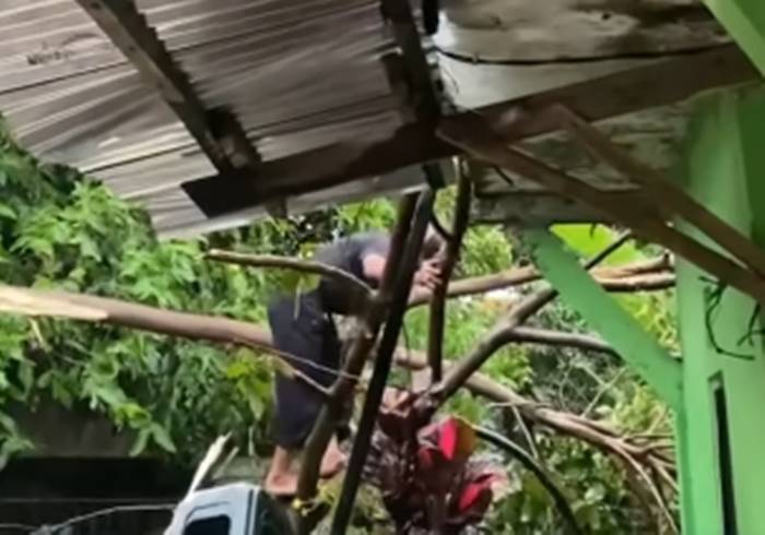 Pohon Tumbang Diterjang Angin Kencang di Depan SDN Padasuka Mandiri 3 Cimahi, Lalu Lintas Terganggu