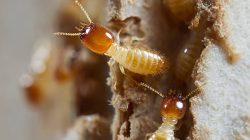 Laron Adalah Rayap Bersayap! Simak Tanda-tanda Rayap Masuk Rumah