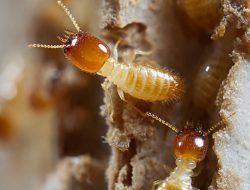 Laron Adalah Rayap Bersayap! Simak Tanda-tanda Rayap Masuk Rumah